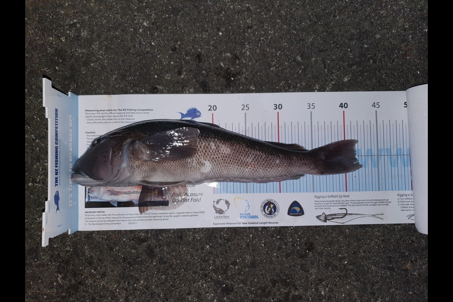 Logan Woods caught this 41.5cm Blue Cod at Cook Straight during The Export NZ Fishing Competition