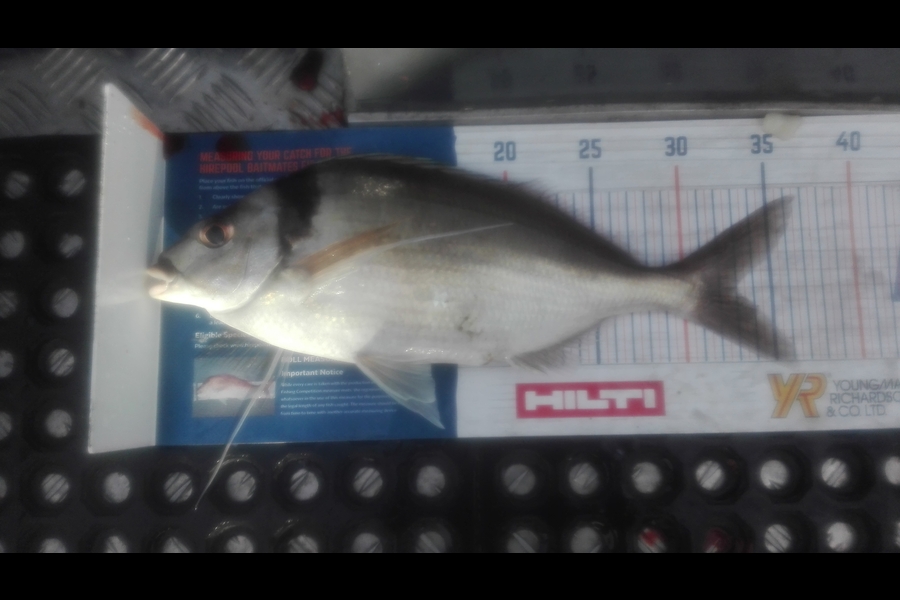 Marisa Andrews caught this 32.0cm Tarakihi at wellington south coast during The Export NZ Fishing Competition