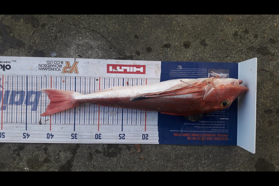 Clayton Hancock caught this 40.0cm Gurnard at manawatu coast during The Export NZ Fishing Competition