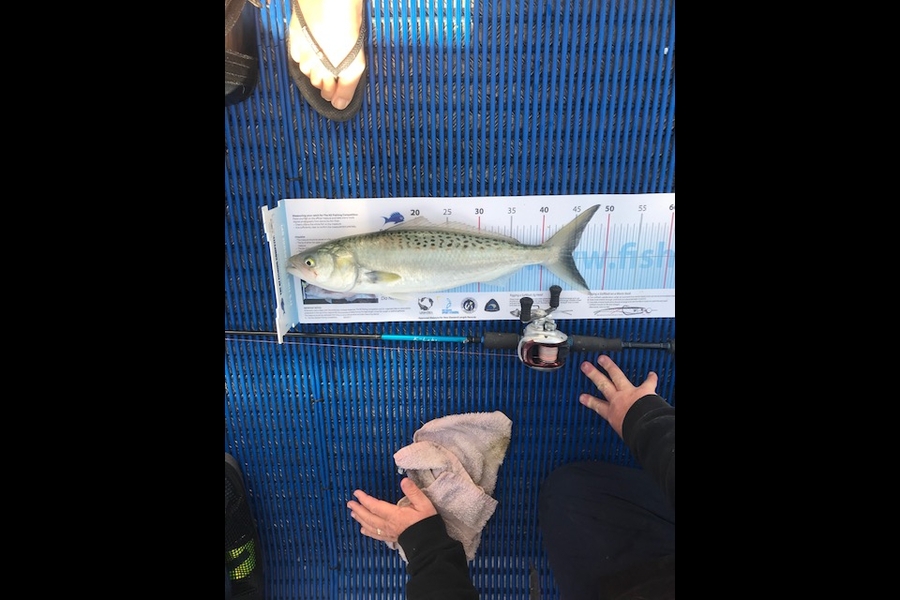 Tom Turrall caught this 44.5cm Kahawai at Kiapara during The Export NZ Fishing Competition