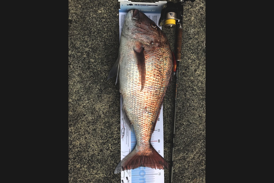 Debbie Macfarlane caught this 71cm Snapper at Far north during The Export NZ Fishing Competition