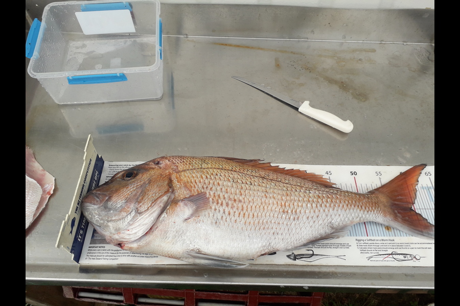 Todd Moses caught this 59cm Snapper at Whitianga during The Export NZ Fishing Competition