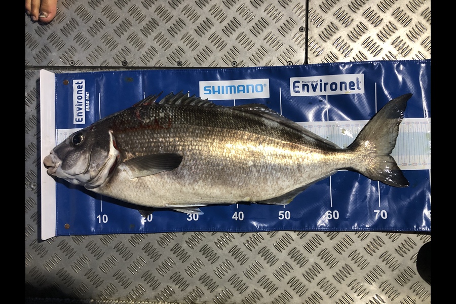 Brady Inwood caught this 72.0cm Blue Moki at D’Urville  during The Export NZ Fishing Competition