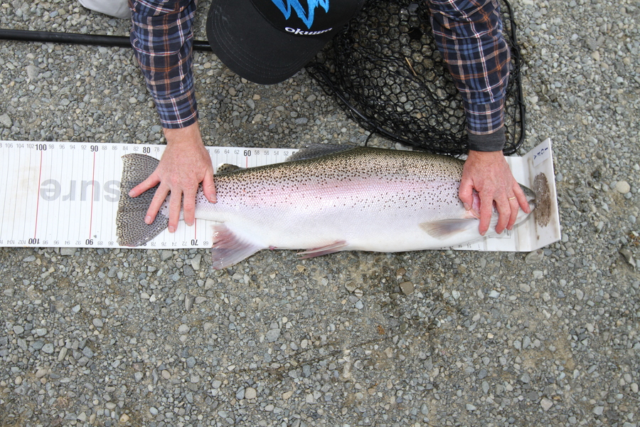 Mark  Armistead caught this 84.0cm Trout at tekapo during The Export NZ Fishing Competition