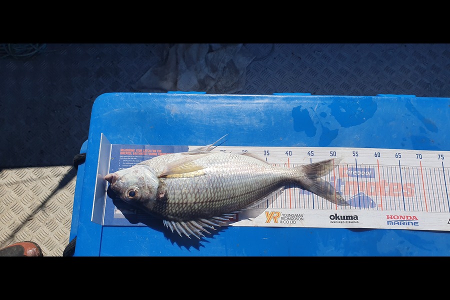 Garry Northcott caught this 46.0cm Tarakihi at Taranaki  during The Export NZ Fishing Competition