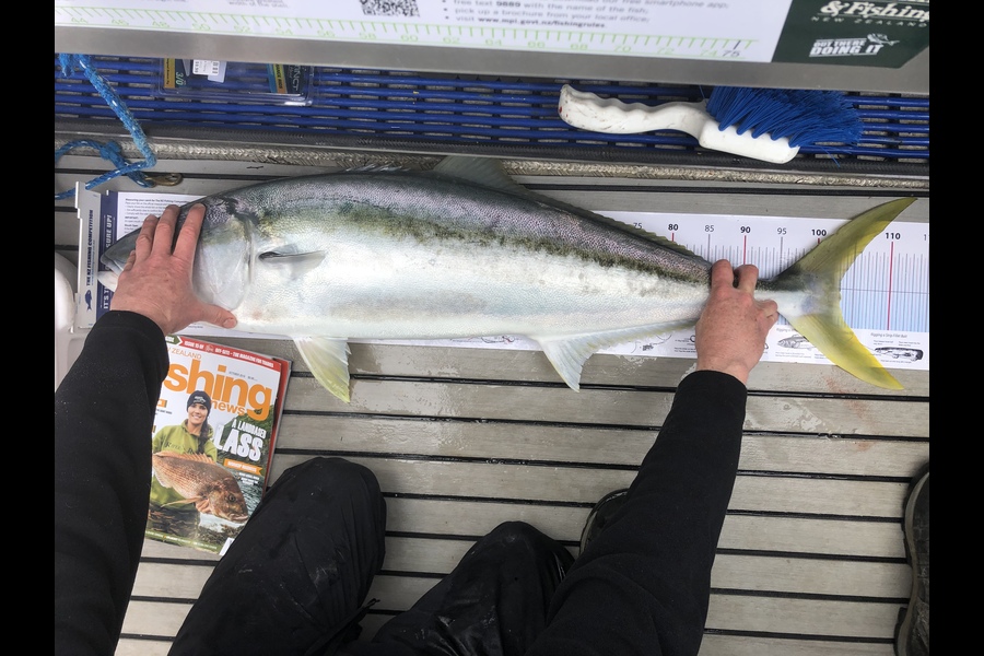 Aaron  Bennett caught this 103cm Kingfish at Mayor Island during The Export NZ Fishing Competition