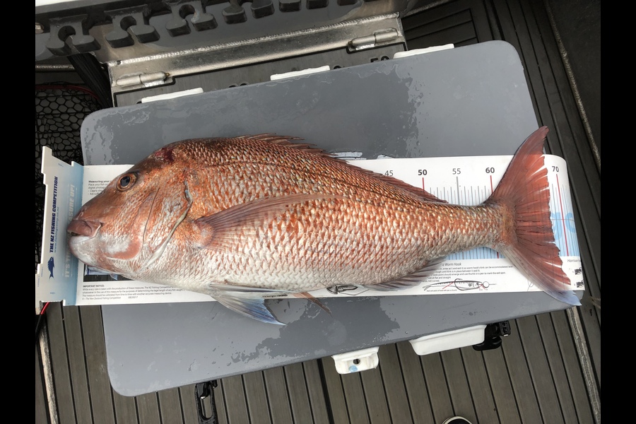 Miah Dixon caught this 68.0cm Snapper at Bream Bay during The Export NZ Fishing Competition
