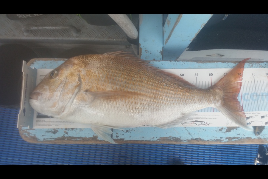 Peter Watson caught this 68.5cm Snapper at Firth Thames during The Export NZ Fishing Competition