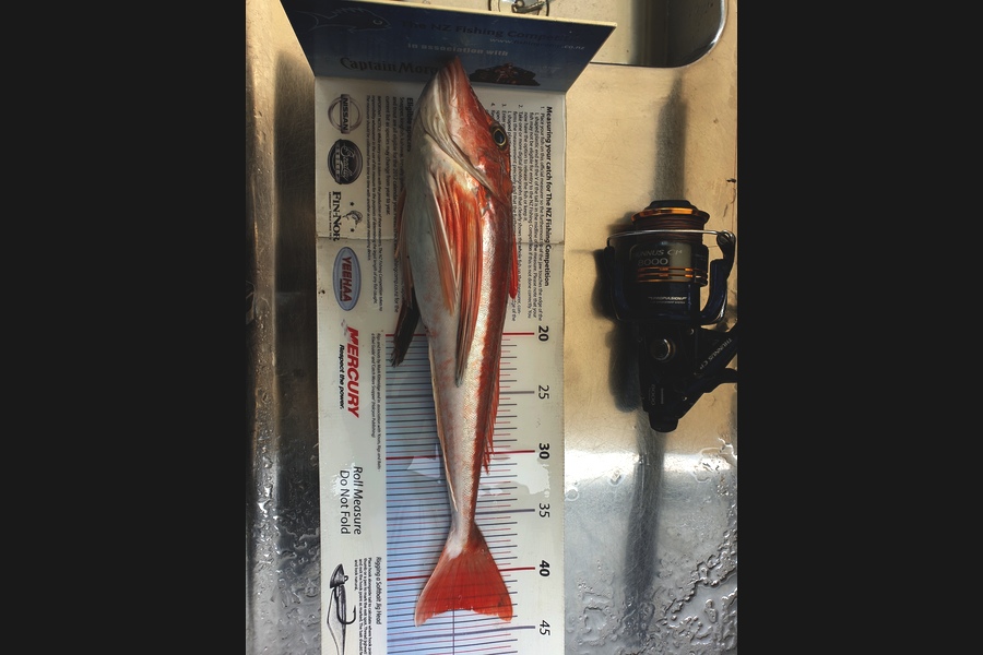 John Ballard caught this 42.5cm Gurnard at Gisborne during The Export NZ Fishing Competition
