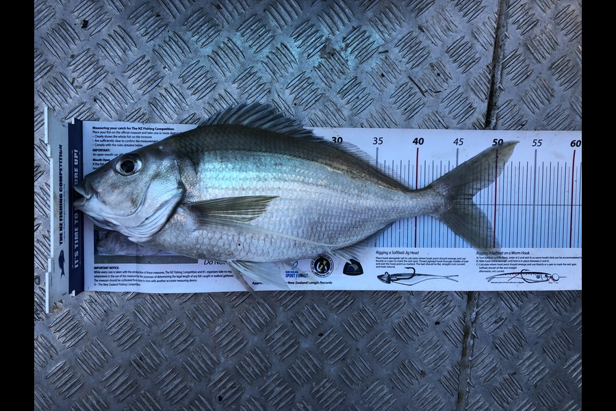 Kylie Read caught this 47cm Tarakihi at New Plymouth during The Export NZ Fishing Competition