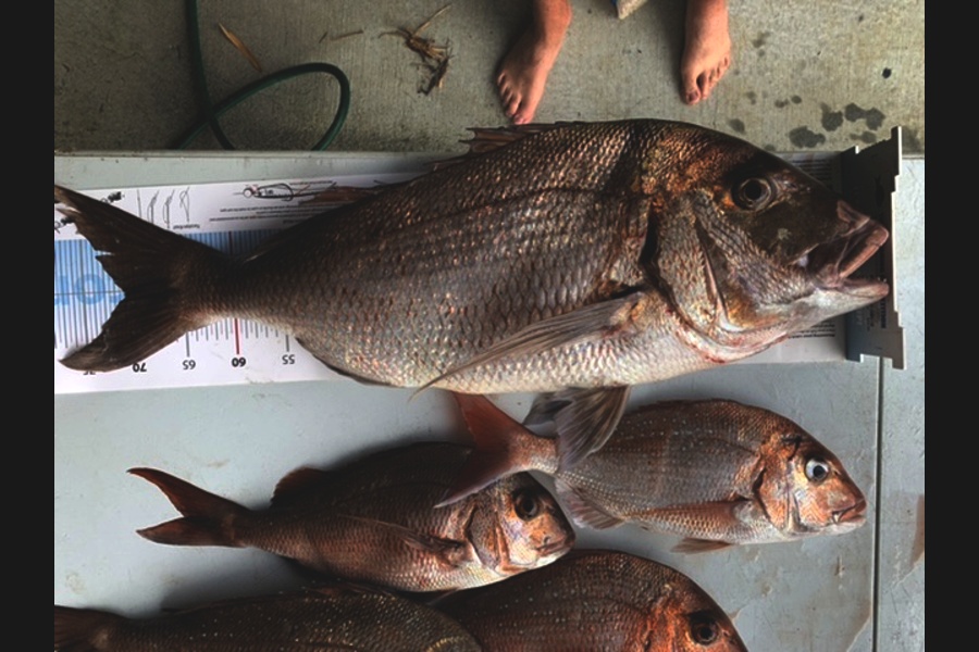 Ash Dann caught this 71.0cm Snapper at Far North during The Export NZ Fishing Competition