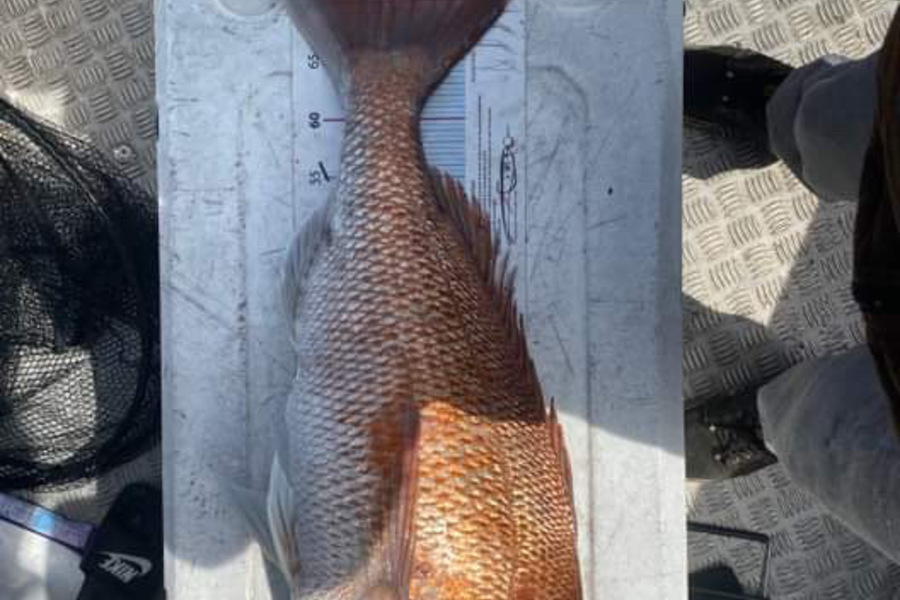 Kali Schimanski  caught this 71.0cm Snapper at Firth of Thames  during The Export NZ Fishing Competition