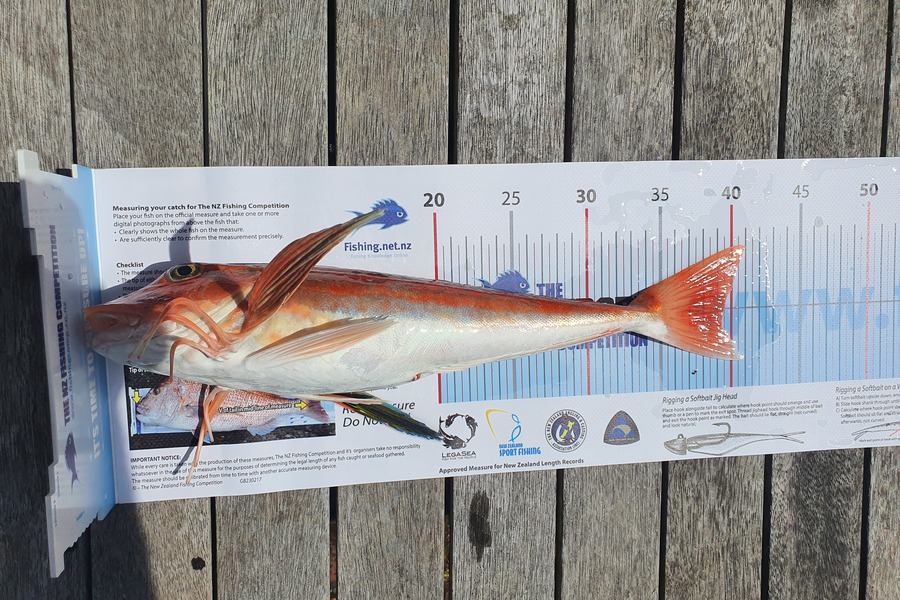 Alex Betteridge caught this 39cm Gurnard at Wellington Harbour  during The Export NZ Fishing Competition