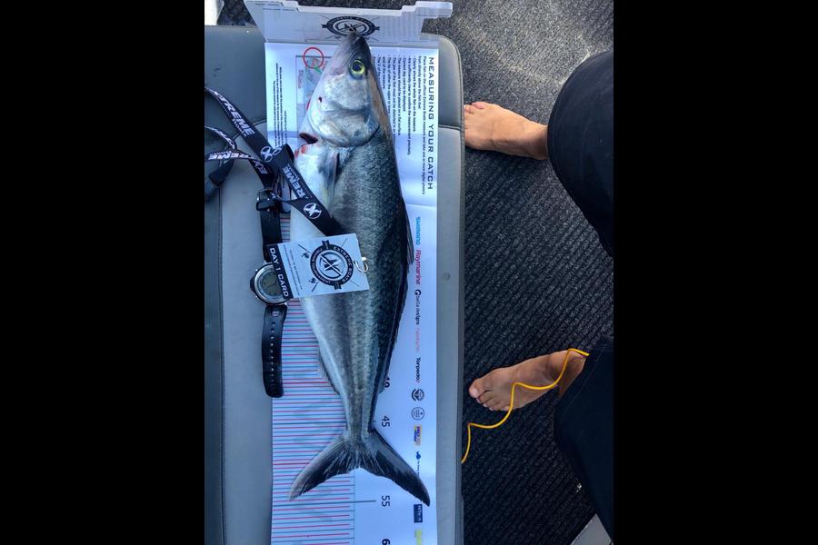 Greg  Dreyer caught this 51cm Kahawai at Coromandel during The Export NZ Fishing Competition