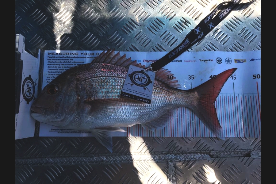 Craig  McVicar caught this 39.5cm Snapper at Coromandel during The Export NZ Fishing Competition