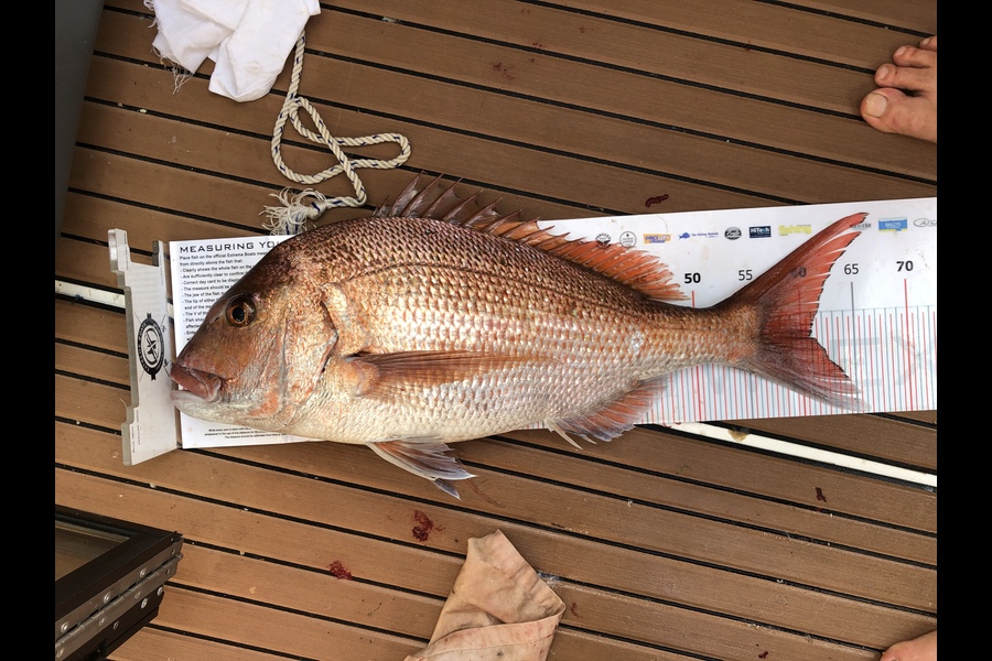 Aaron  Sinclair caught this 60.5cm Snapper at Coromandel during The Export NZ Fishing Competition
