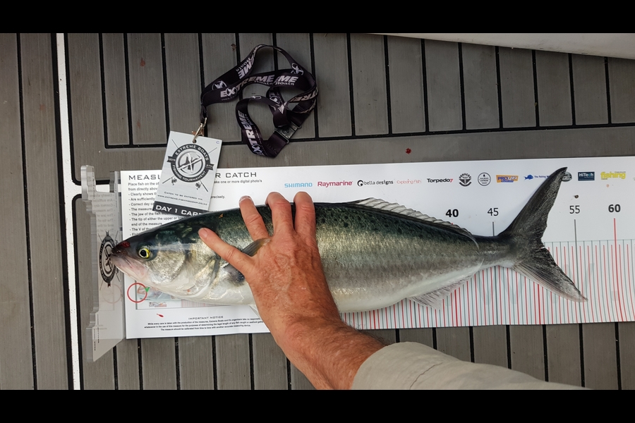 Hamish Lowe caught this 50.5cm Kahawai at Coromandel during The Export NZ Fishing Competition