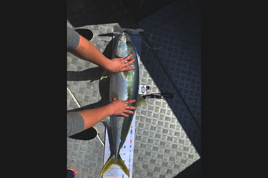 Marty  Roe caught this 92.0cm Kingfish at Coromandel during The Export NZ Fishing Competition