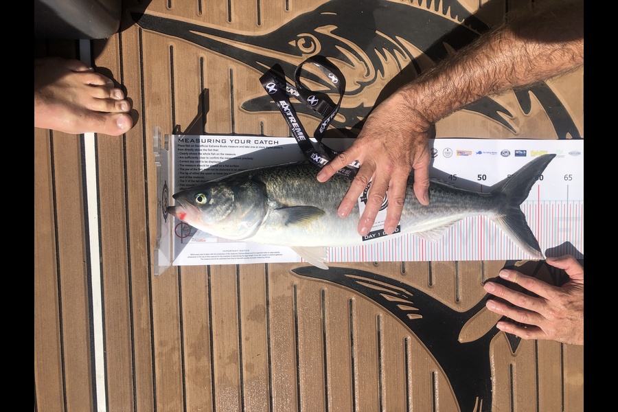 Nicky  Wilson caught this 56.5cm Kahawai at Coromandel during The Export NZ Fishing Competition