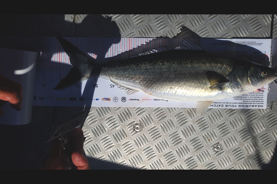 Laurie  Powell caught this 56.0cm Kahawai at Coromandel during The Export NZ Fishing Competition