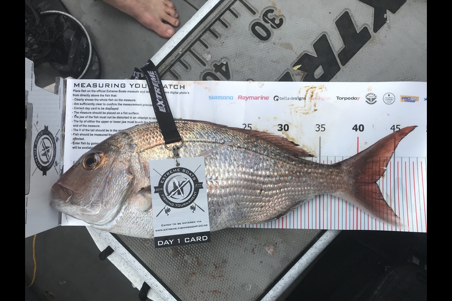 Daniel  Watkins caught this 42.5cm Snapper at Coromandel during The Export NZ Fishing Competition