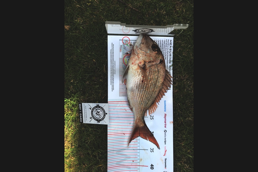 Laurie  Bates caught this 31cm Snapper at Coromandel during The Export NZ Fishing Competition