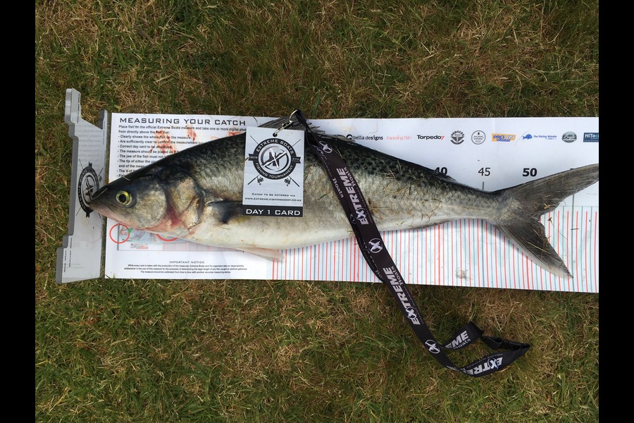 Brian  Hodgson caught this 51.5cm Kahawai at Coromandel during The Export NZ Fishing Competition
