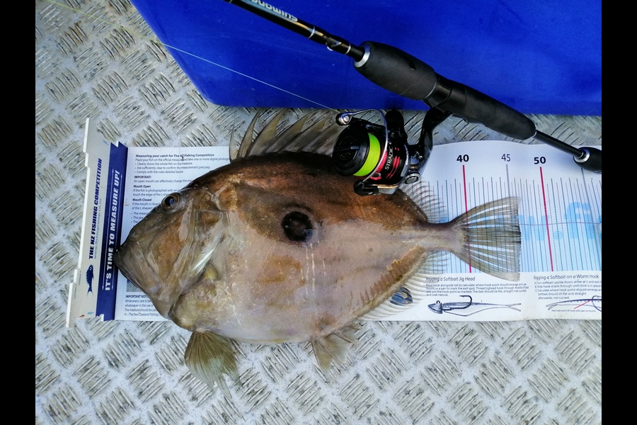 Brian  Gallogly caught this 45.5cm John Dory at Nth Waiheke during The Export NZ Fishing Competition