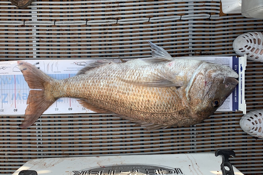 Shayne Nam caught this 74.5cm Snapper at Hauraki Gulf during The Export NZ Fishing Competition