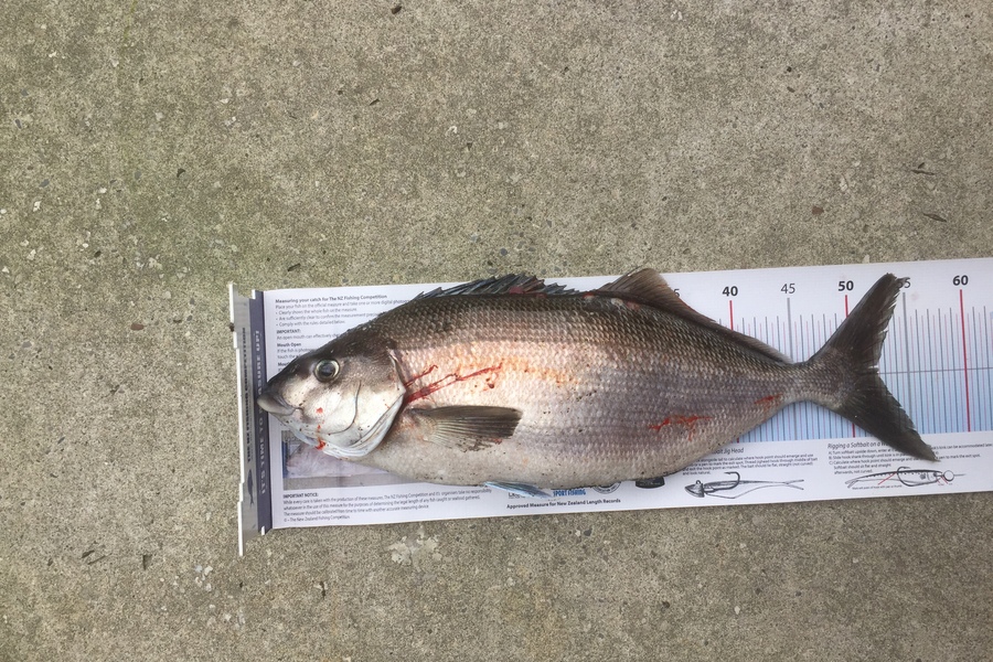 Peter Jones caught this 53cm Blue Moki at Marlborough during The Export NZ Fishing Competition