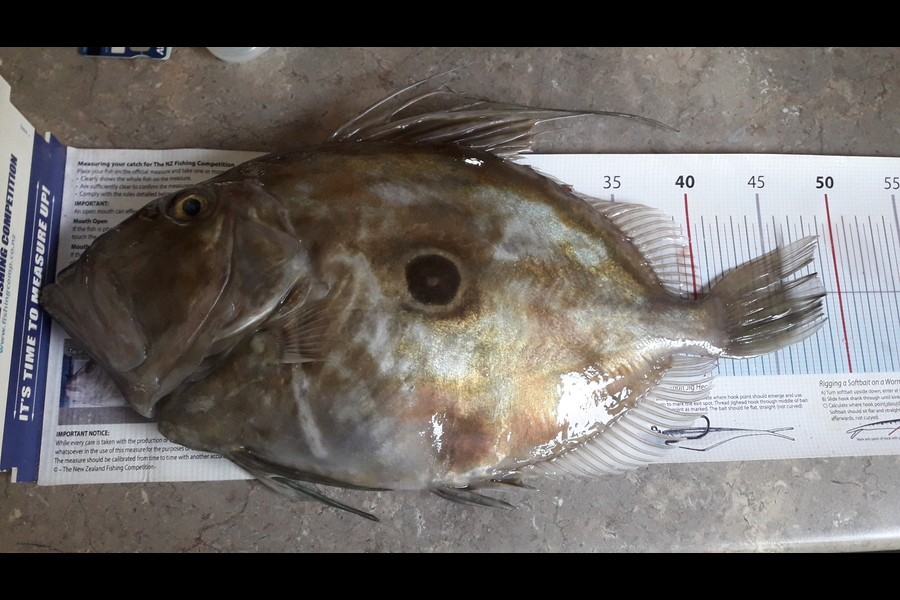 Jeff Holden caught this 49cm John Dory at Marlborough Sounds during The Export NZ Fishing Competition