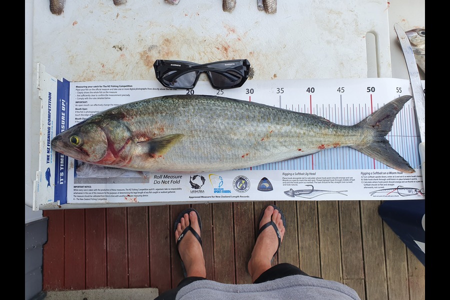 Wade Craze caught this 51.5cm Kahawai at Wellington harbour entrance during The Export NZ Fishing Competition