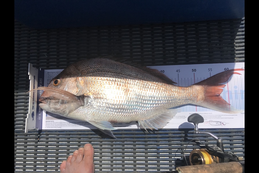 Damon Brown caught this 57.5cm Snapper at Manukau  during The Export NZ Fishing Competition