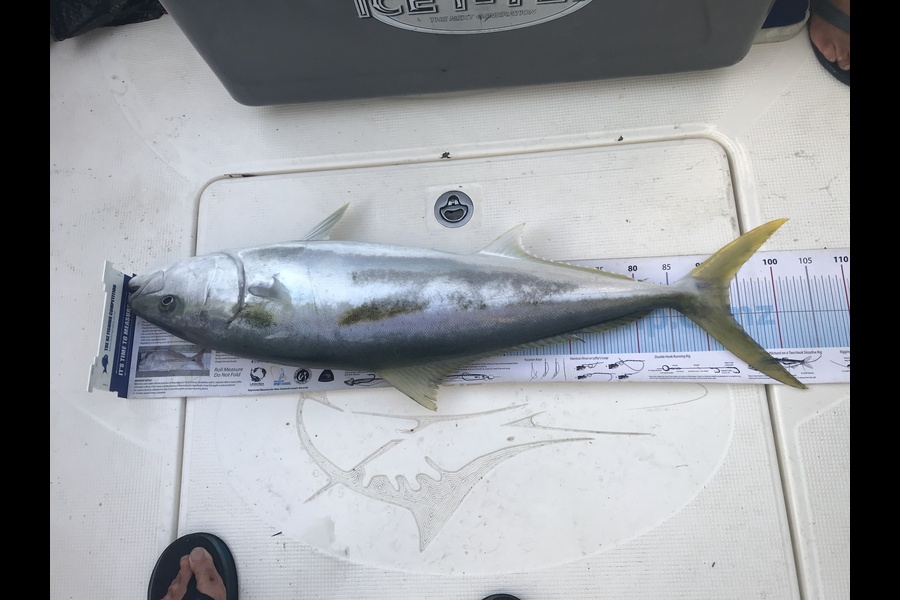 Grant Dixon caught this 93.5cm Kingfish at Bream Bay during The Export NZ Fishing Competition