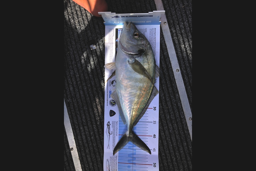 Hamish Johnstone caught this 42cm Trevally at Raglan during The Export NZ Fishing Competition