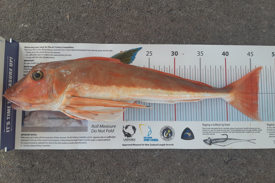 Phil  Goad caught this 46.5cm Gurnard at The Glen Nelson during The Export NZ Fishing Competition