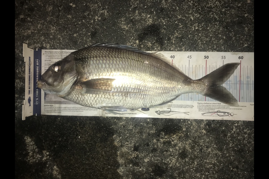 Chris Stevens caught this 54cm Tarakihi at Kapiti Island  during The Export NZ Fishing Competition