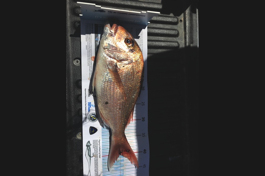 Ema Latu caught this 40.0cm Snapper at Kawau  during The Export NZ Fishing Competition