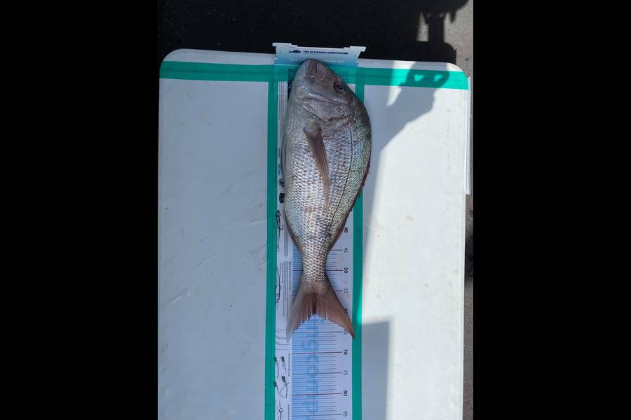 Jackson Aitken caught this 60.5cm Snapper at Omaha during The Export NZ Fishing Competition
