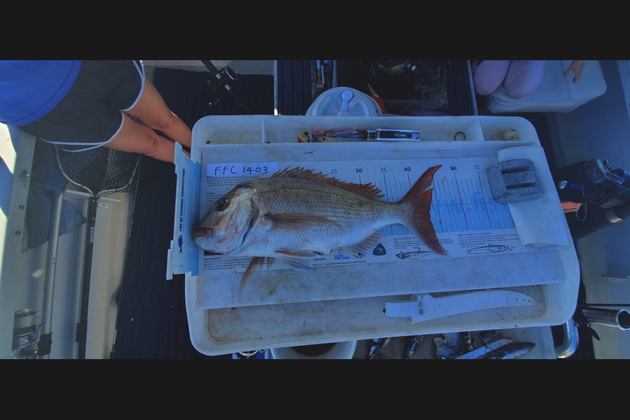 Kevin  Dwyer caught this 43cm Snapper at Auckland  during The Export NZ Fishing Competition
