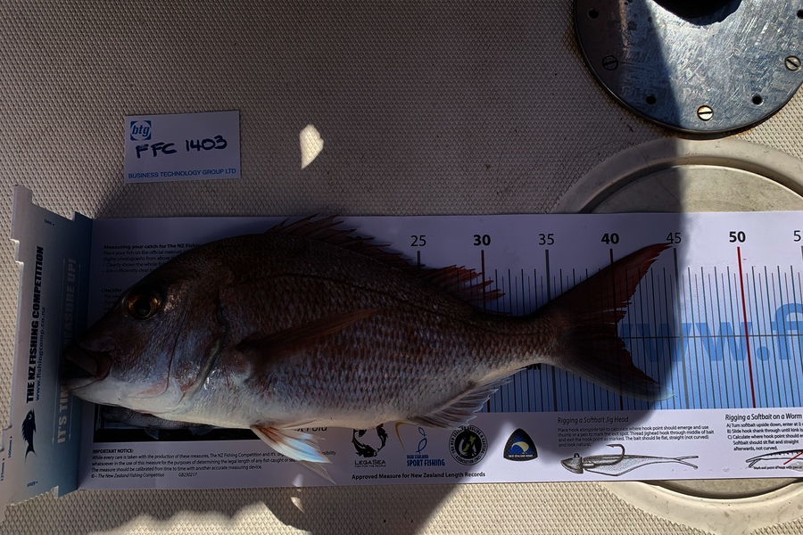 Phil Porteous caught this 40.0cm Snapper at Ahas during The Export NZ Fishing Competition