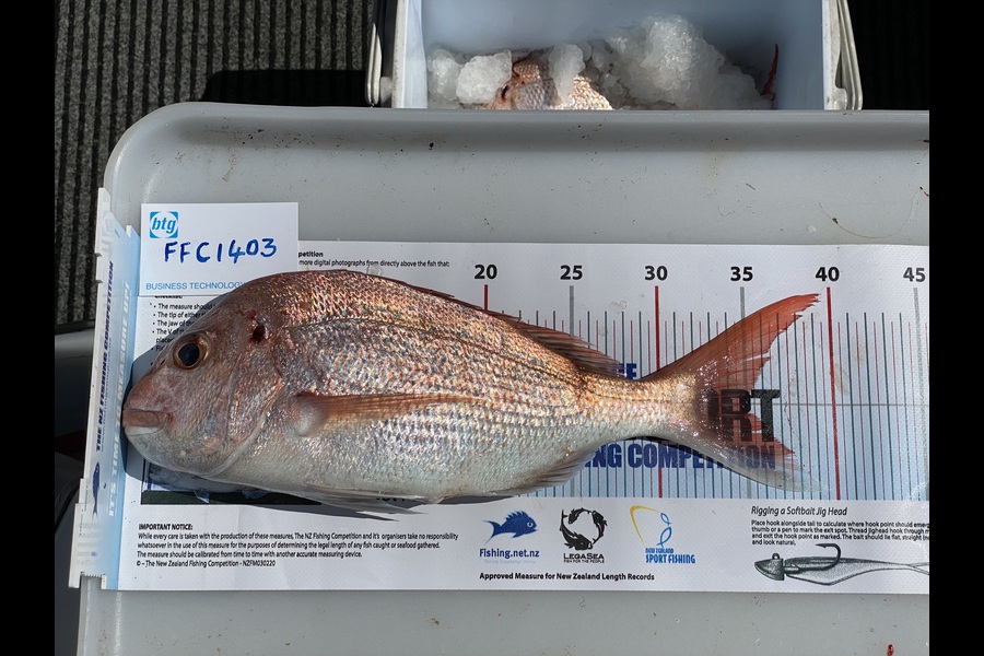 alastair mcgeorge caught this 35.0cm Snapper at Motuihe Channel during The Export NZ Fishing Competition