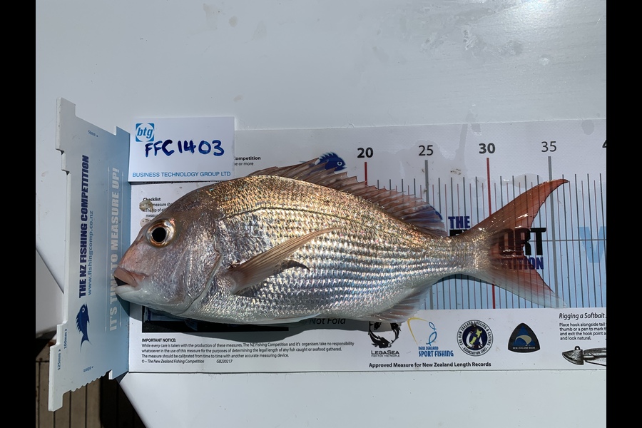 Michael Chopping caught this 32.5cm Snapper at Rangitoto during The Export NZ Fishing Competition