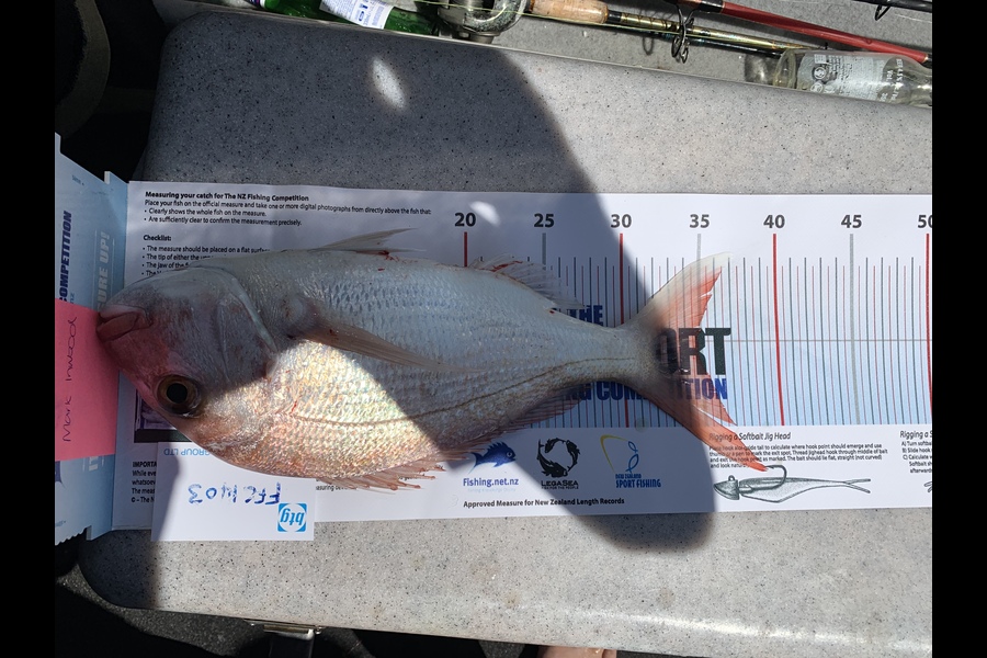 Mark Inwood caught this 35.0cm Snapper at Sargents channel during The Export NZ Fishing Competition