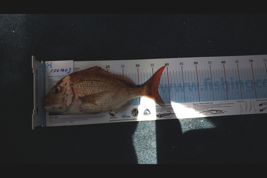 Andrew Brown caught this 36.0cm Snapper at Noises  during The Export NZ Fishing Competition