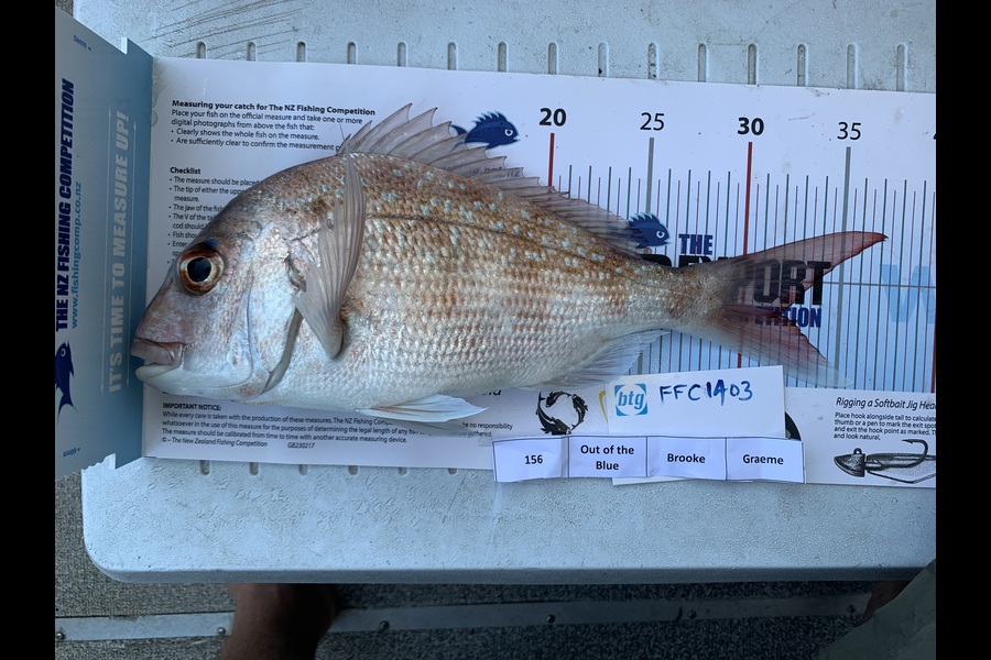 Carrick Graham caught this 32cm Snapper at Waitemata  during The Export NZ Fishing Competition