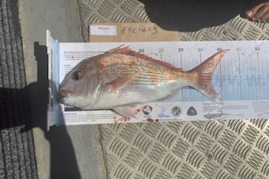 Luke Stopford caught this 37.5cm Snapper at Rakino during The Export NZ Fishing Competition