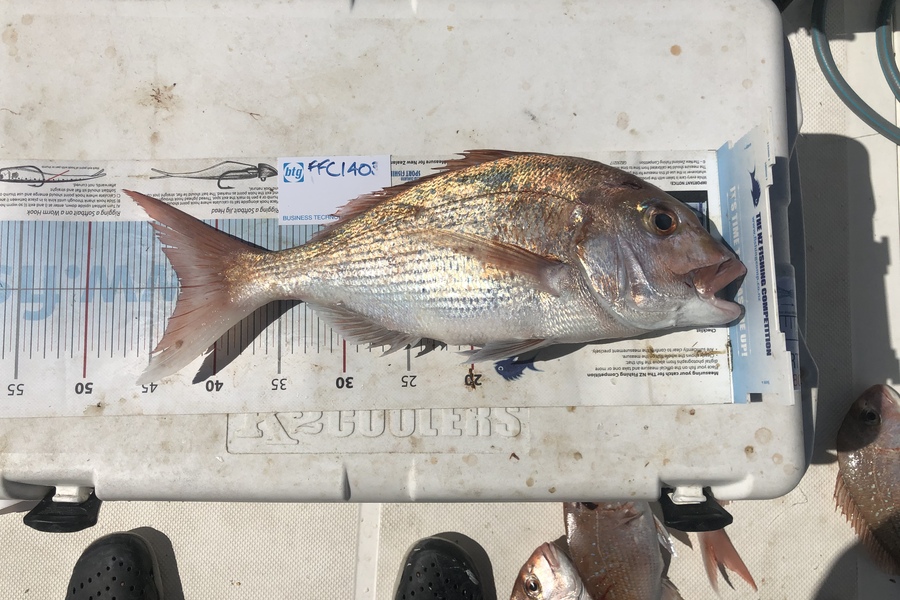 Frank Kassai caught this 42.5cm Snapper at Noises during The Export NZ Fishing Competition