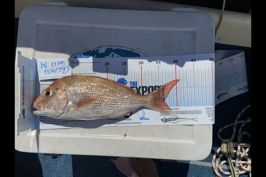 David Tattersfield caught this 36.5cm Snapper at Waitemata during The Export NZ Fishing Competition