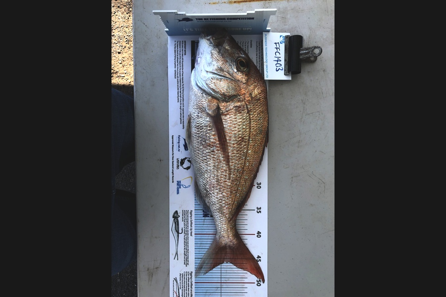 Kain Shields  caught this 45.5cm Snapper at Coromandel during The Export NZ Fishing Competition